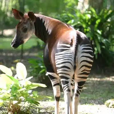 Patrimoine naturel et développement durable au Bénin : vers l&rsquo;adoption d&rsquo;un code unique des forêts et de la faune
